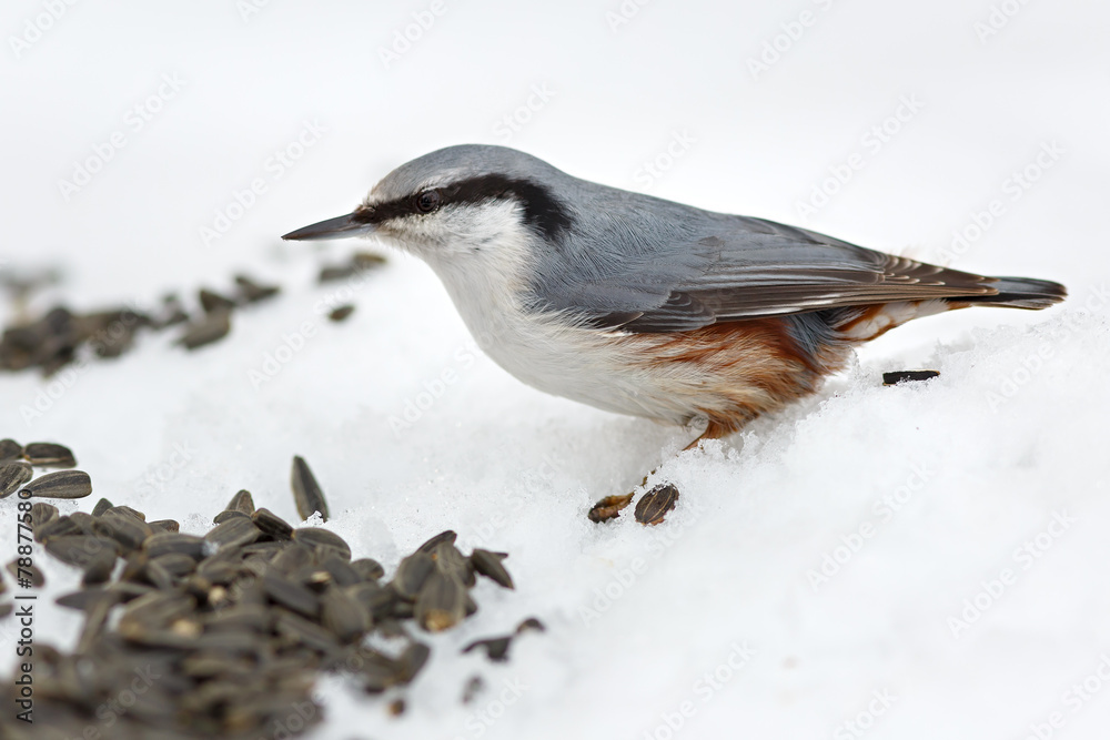 Feeding hungry birds in the winter. Sitta europaea