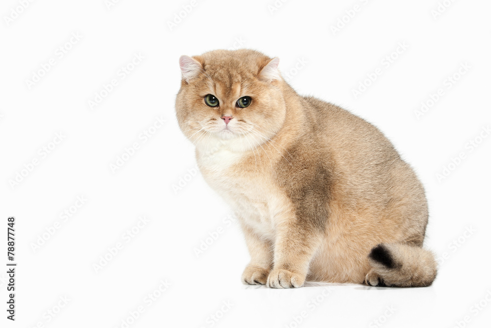 Cat. Golden british cat on white background Stock 写真 | Adobe Stock