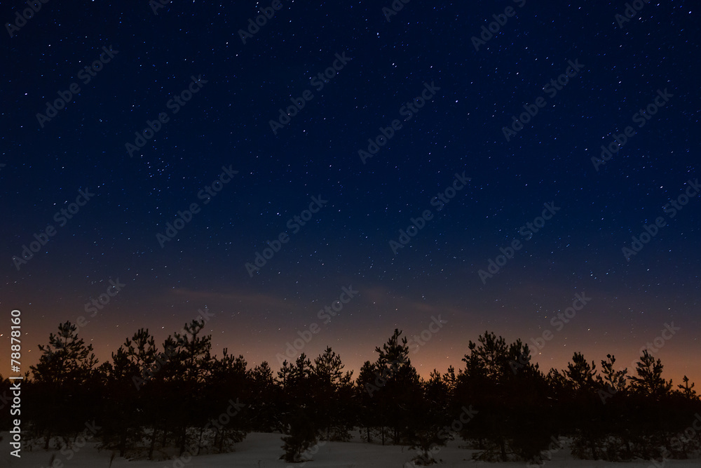 Trees on a background of the night starry sky Trees on a background of the night starry sky