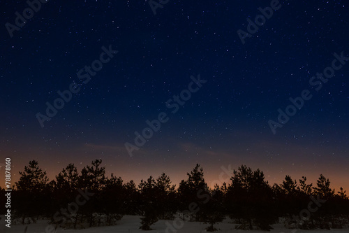 Trees on a background of the night starry sky