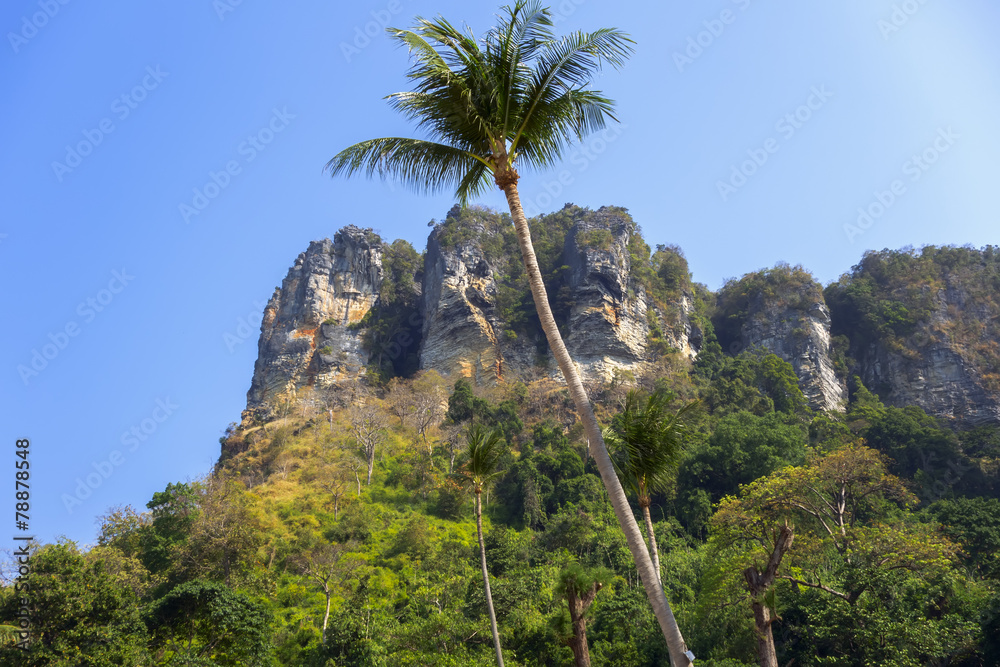 Fototapeta premium Palm Tree in Tonsai Bay.