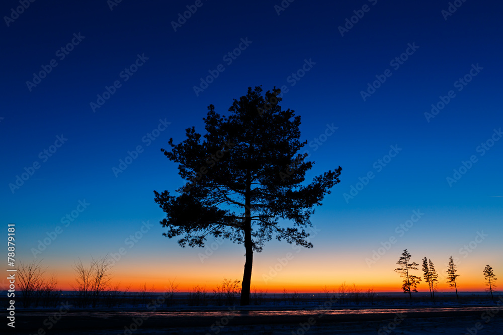 Fototapeta premium Old tree against the sky with sunset.