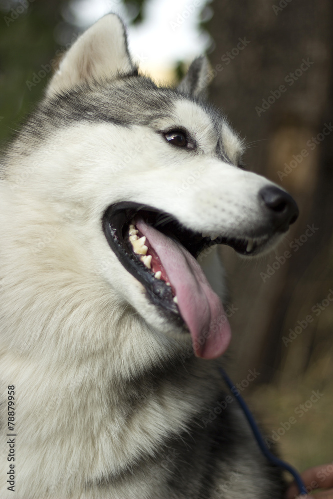 Fototapeta premium Siberian husky dog