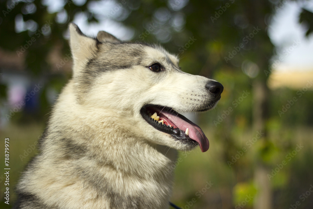 Siberian husky dog Siberian husky dog