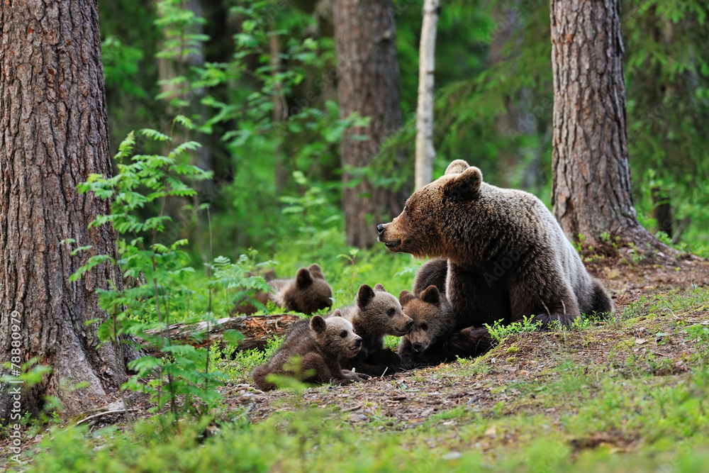 Brown bear with cubs resting in the forest Brown bear with cubs resting in the forest