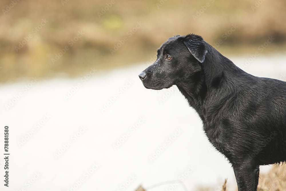Black Labrador by River