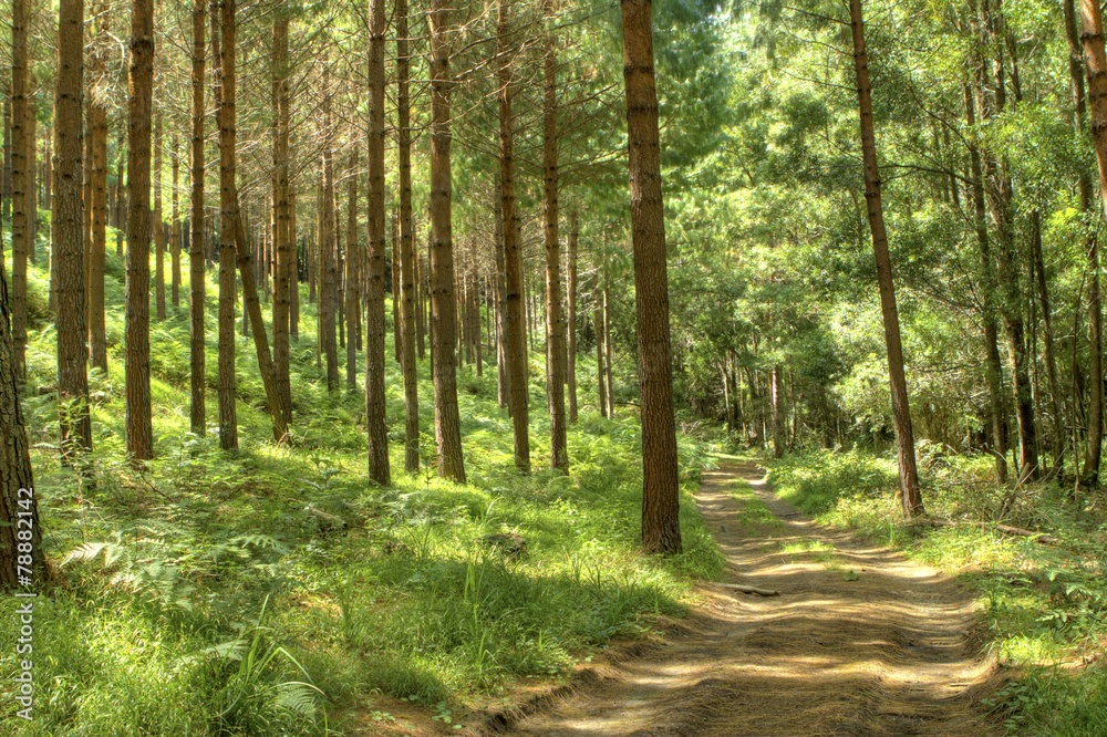 Obraz premium Leśna droga