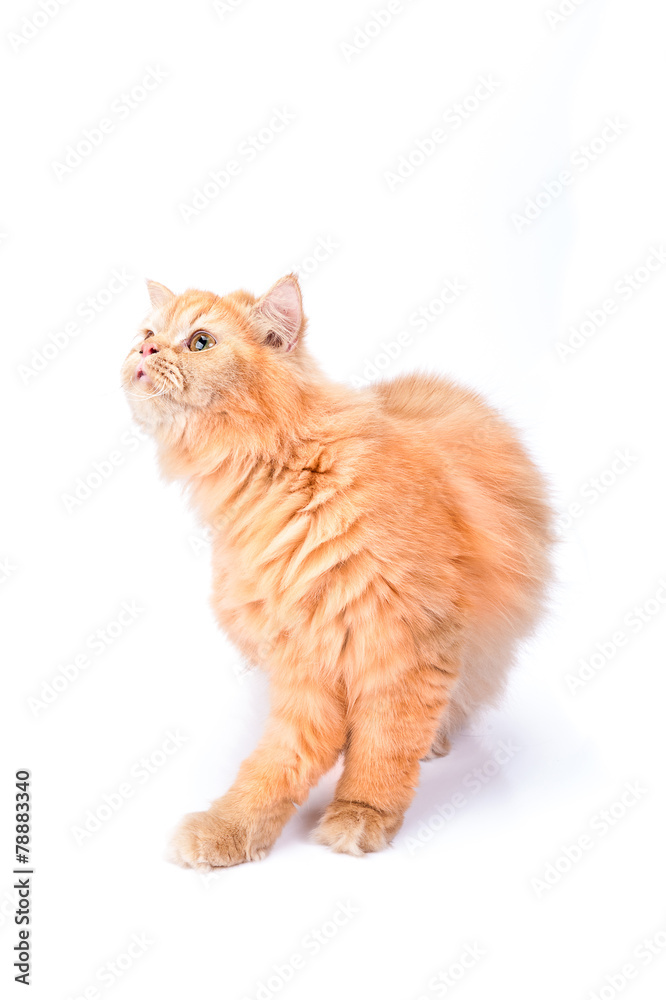 Obraz premium Persian cat on a white background.