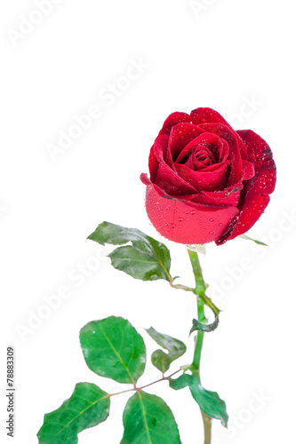 Red rose isolated on white background.