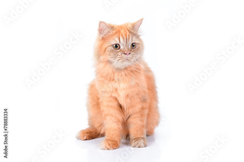 Persian cat on a white background.