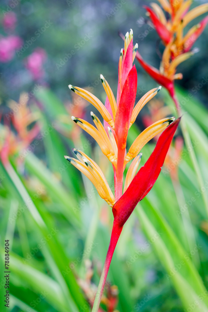 Obraz premium Heliconia