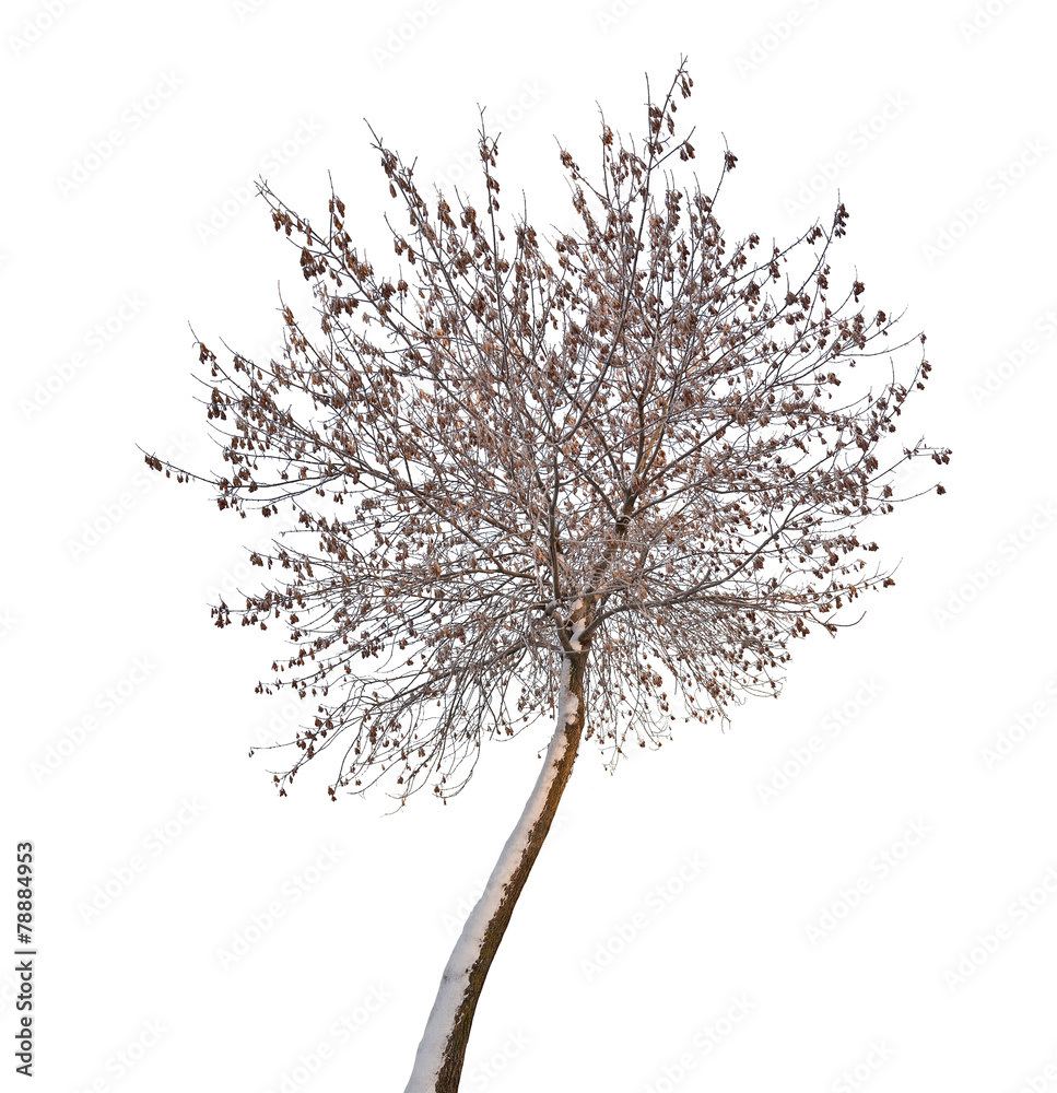 Fototapeta premium small isolated winter tree in snow