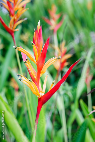 Heliconia photo