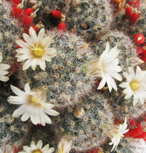 Blooming cactus Mammillaria photo