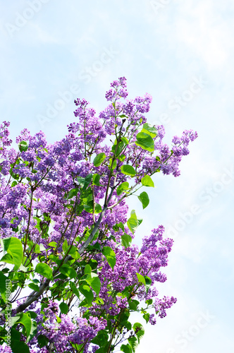 Spring blooming lilac on blue sky