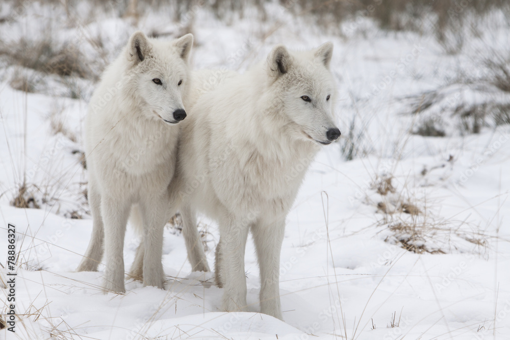 two wolfs two wolfs