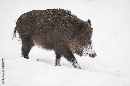white wild boar © picture.jacker