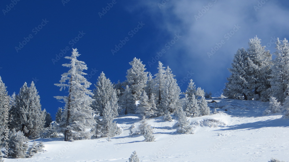 Fototapeta premium Verschneite Bäume
