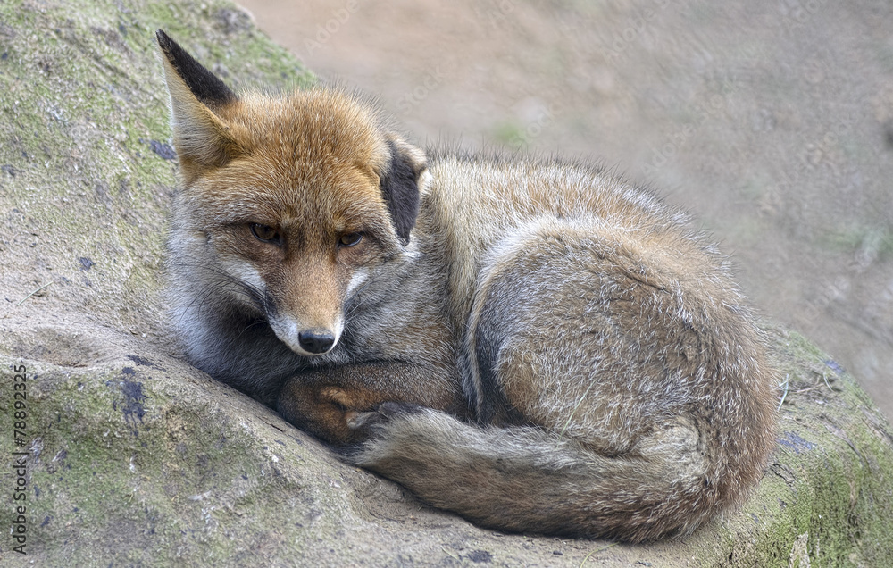 Fototapeta premium Little fox is watching the environment