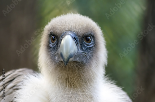 Natural look of beautiful buzzard
