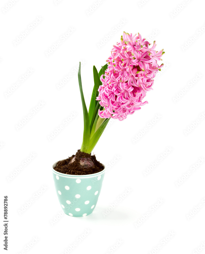 pink hyacinth in a beautiful cup isolated on white
