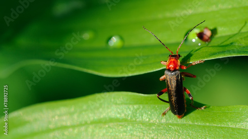 Soldier Beetle Climbing a Leaf (16:9 Aspect Ratio)