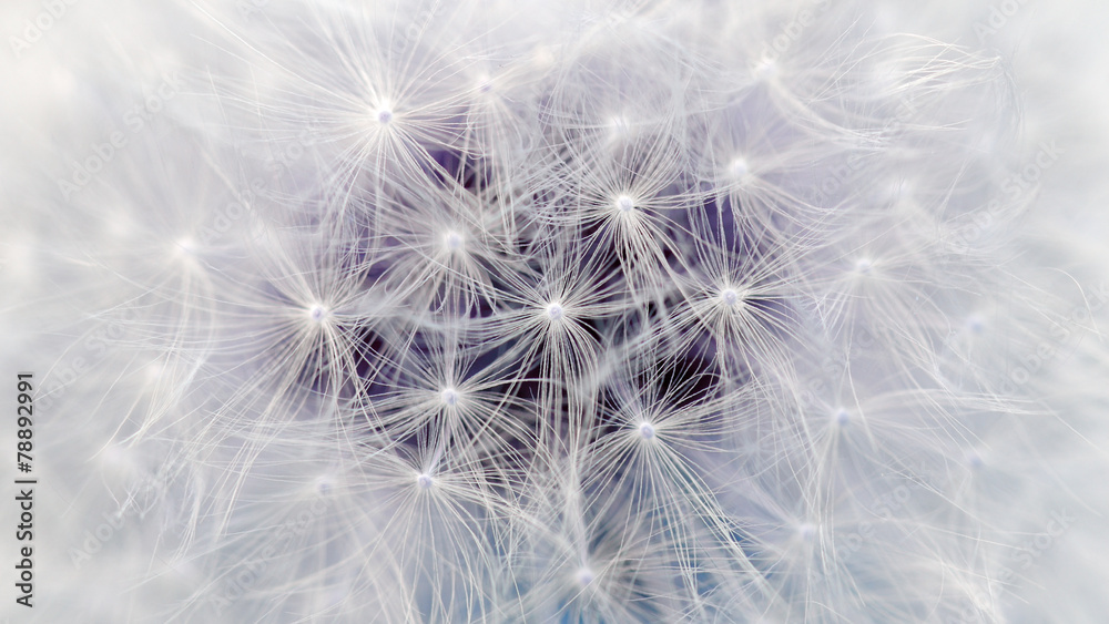 White Dandelion Flower Parachutes Macro (16:9 Aspect Ratio) White Dandelion Flower Parachutes Macro (16:9 Aspect Ratio)
