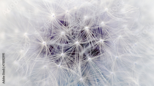 White Dandelion Flower Parachutes Macro (16:9 Aspect Ratio)