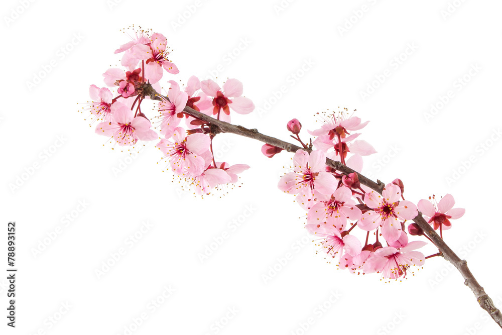 Naklejka premium Cherry Blossoms