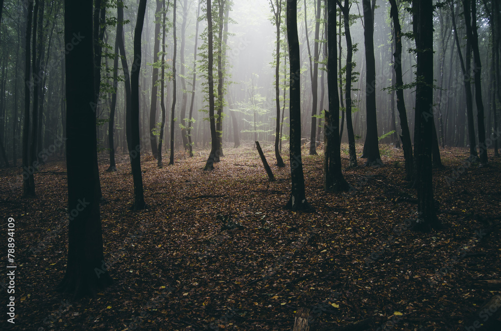 Obraz premium light beam in misty forest