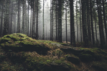 Fototapete Grau 2 Wildnislandschaftswald mit Pinien und Moos auf Felsen  © andreiuc88