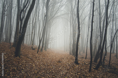 path through natural forest