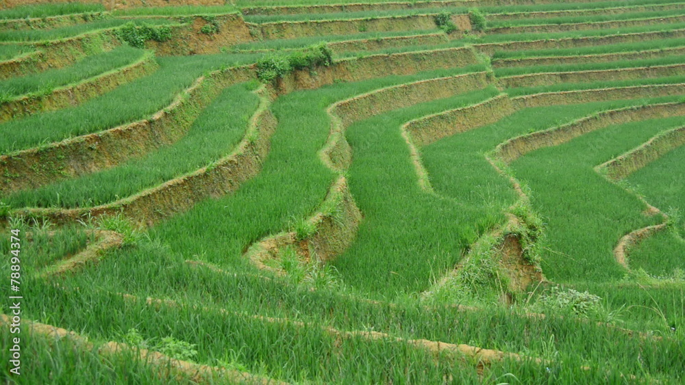 Zoom Out of Scenic Rice Terraces in Northern Vietnam - Sapa Vietnam Zoom Out of Scenic Rice Terraces in Northern Vietnam - Sapa Vietnam