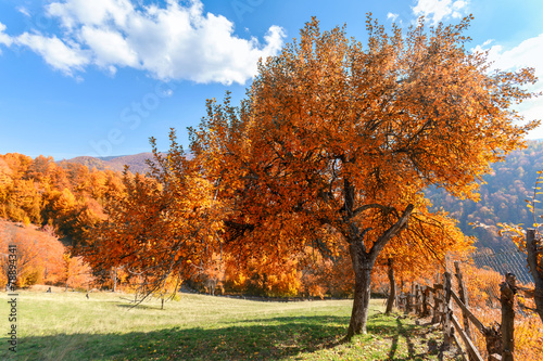 Autumn tree and green grass on a meadow