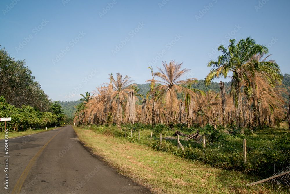 Palm garden and road