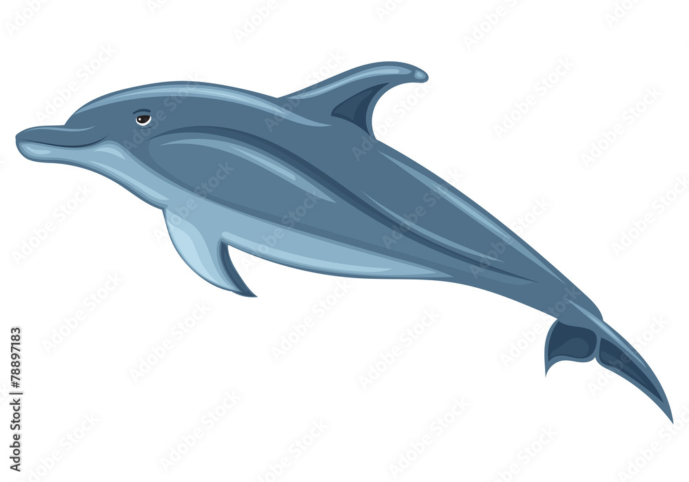 Obraz premium Dolphin
