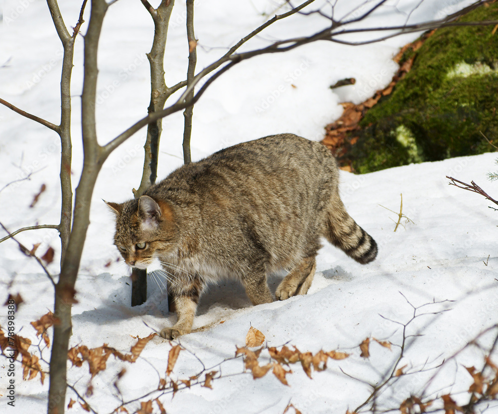 Europäische Wildkatze, Felis silvestris silvestris Europäische Wildkatze, Felis silvestris silvestris