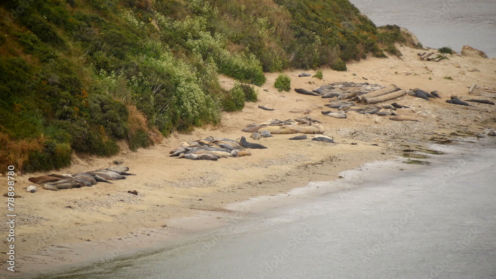 Elephant Seals at Point Reyes California Elephant Seals at Point Reyes California