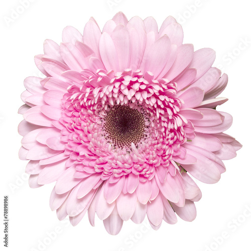 Pink gerbera. Deep focus