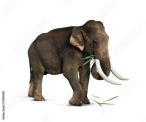 Indian elephant eats grass