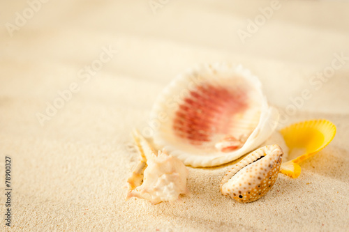 Shells on a wavy sand