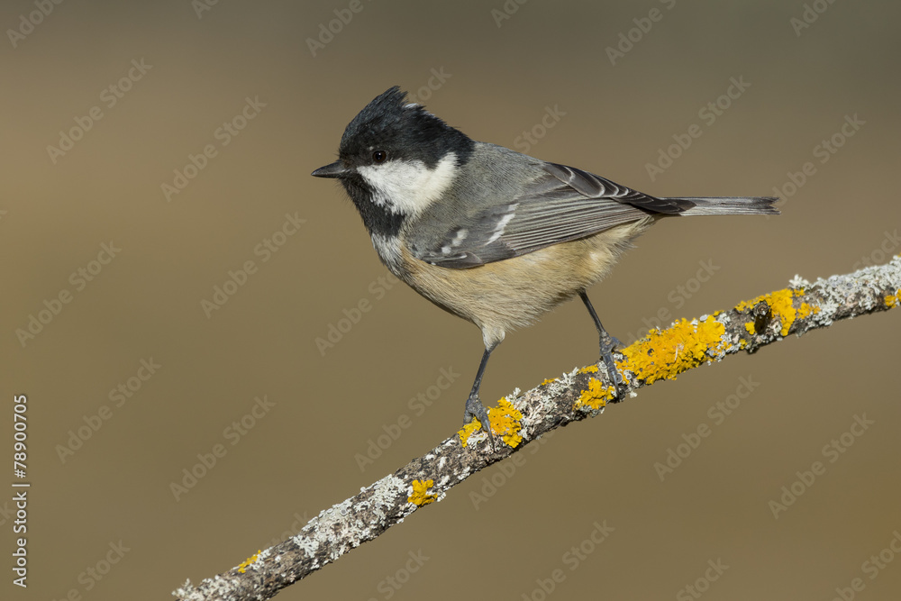 Coal tit (Parus ater) , posing for photo Coal tit (Parus ater) , posing for photo