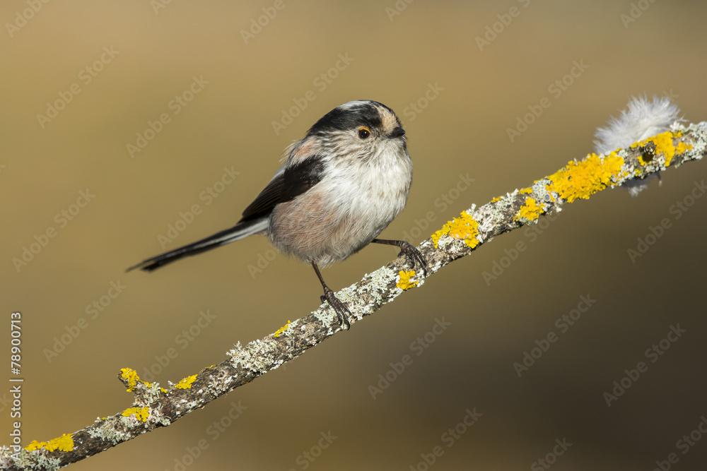Fototapeta premium Common Myth, (Aegithalos caudatus), perched on a branch in the f