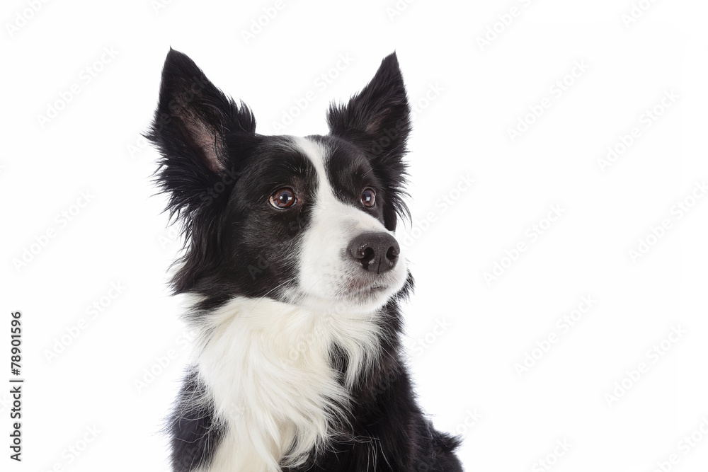 portrait chien border Collie