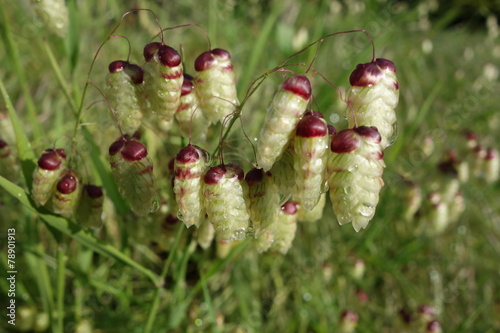 Greater Quaking Grass