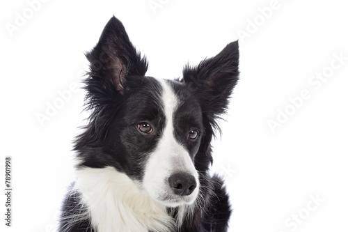 portrait chien border Collie