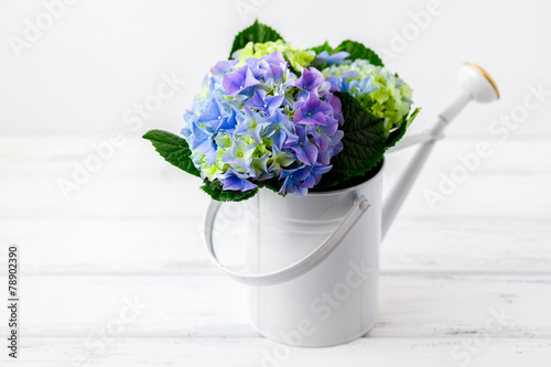 Hydrangea in bailer