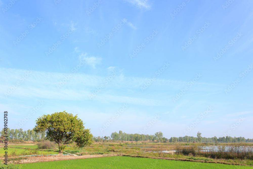 Rice fields with blue sky