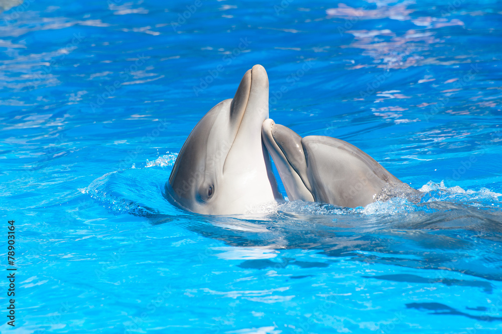 Obraz premium Kissing dolphins