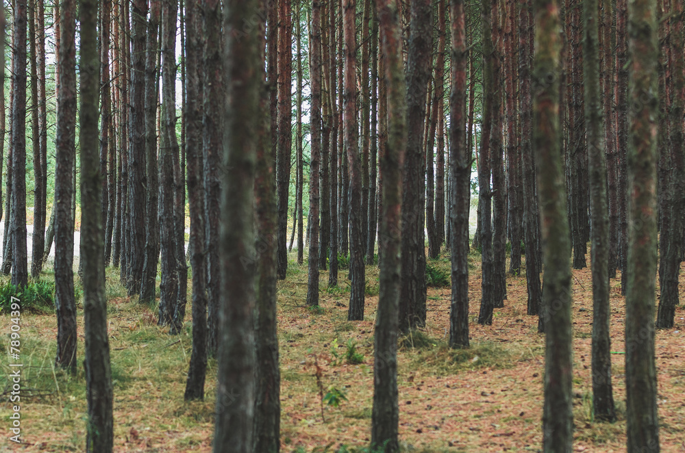 Naklejka premium Plik